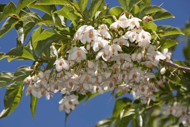Styrax japonica (Japanese Snowbell) - 10 seeds