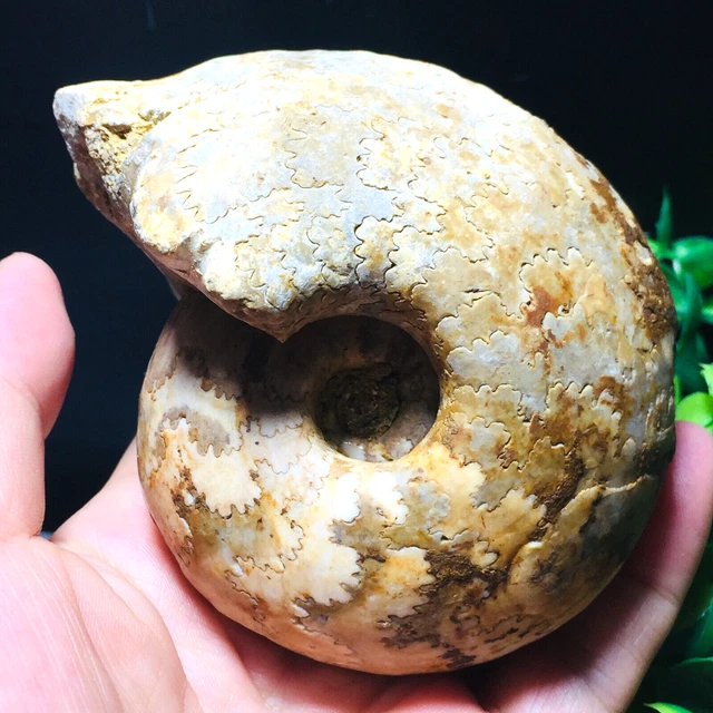 432g Natural ammonite fossil conch Crystal specimen healing From Nigeria 01