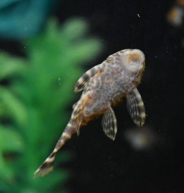Live Candy Stripe Pleco L015 (1.5" Tropical Aquarium Fish) *PLS READ DESCR* 3