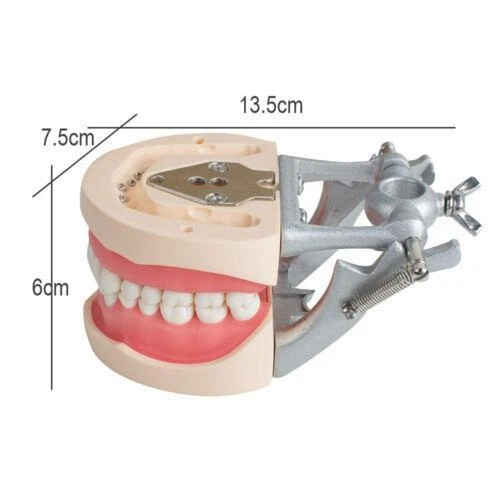 Universal Dental Teeth Model for - Removable Tooth  Soft Gum