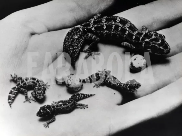 Altes Pressefoto Tiere Reptilien Geko Gekkonidae Druck 18x24 CM