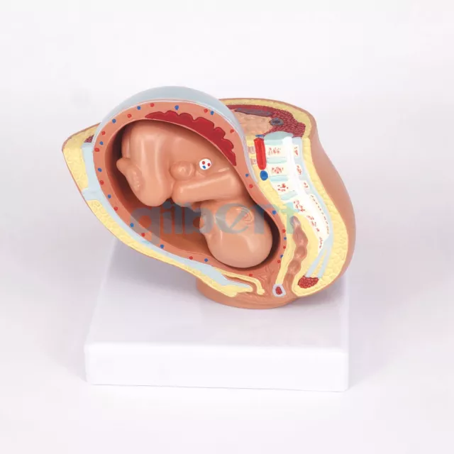 Human Female Pelvic Section Pregnancy Anatomical Model Medical Pelvis Anatomy