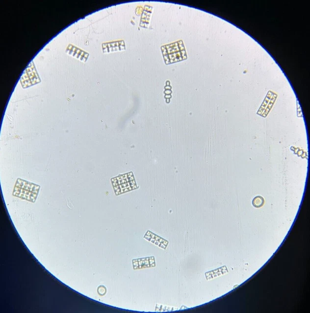 19th c J.D. Moller Microscope Slide Diatom Puerto Rico Terpsinoe Musica Ehr.