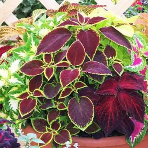 100 Mixed Colors COLEUS RAINBOW MIX Shade Houseplant Flower Seeds 2