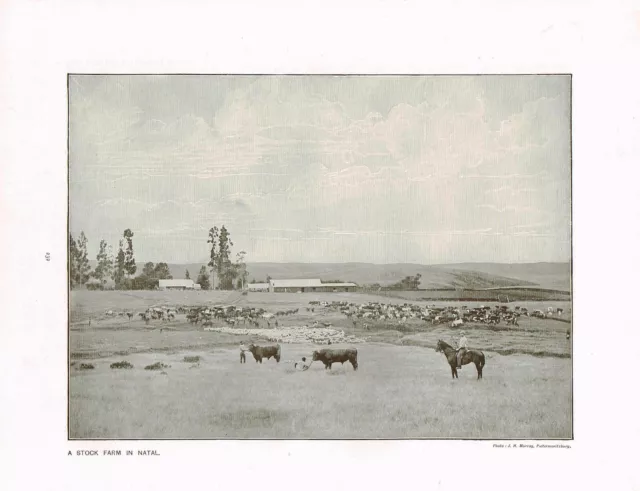 Natal South Africa Stock Farm Antique Picture Print 1906 TKE#232