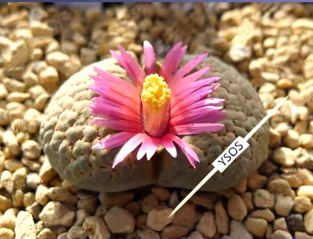 Rare Lithops Verruculosa Rose Of Texas @ Esotico Seme Vivente Pietra Roccia 15 Semi - Foto 4