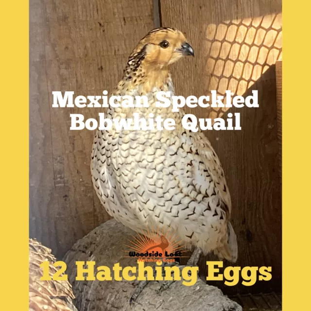 12 Mexican Speckled Bobwhite Quail Eggs                      -PRE-SALE-