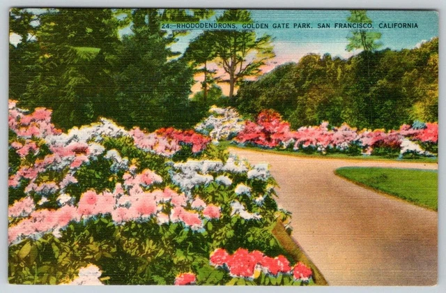 Rhododendrons Golden Gate Park San Francisco Ca Vintage Linen Postcard 43669