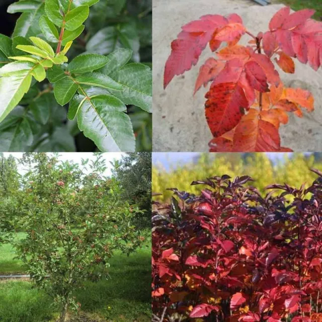 Sorbus 'Burka' - Sorbier à gros fruits 2