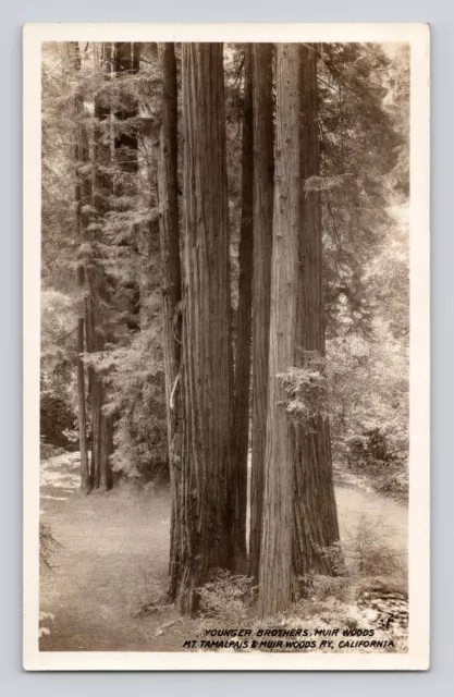 Postcard RPPC California Muir Woods CA Redwoods 1930s Unposted SSSS