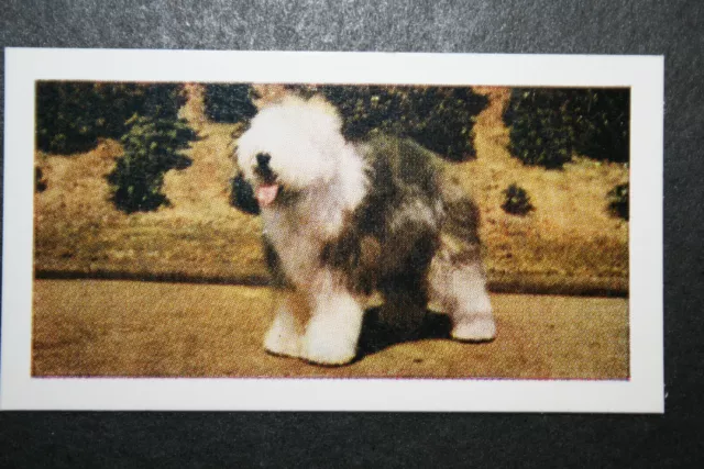 OLD ENGLISH SHEEPDOG   BOBTAIL  Vintage Photo Card   CD16