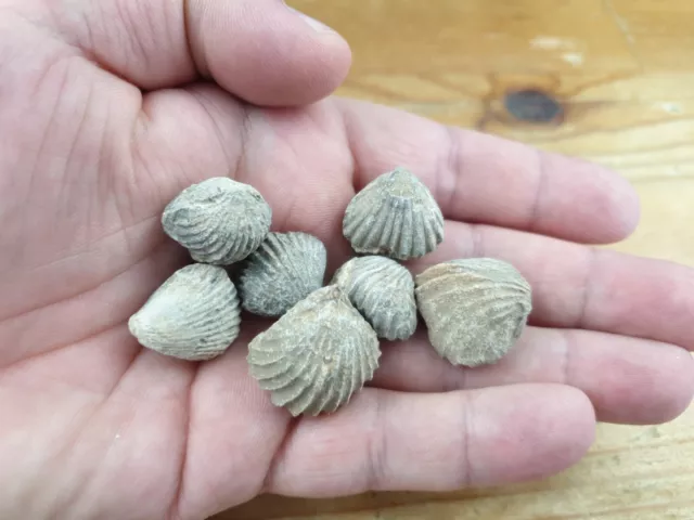 Fossil Devonian Spiriferida sp. Brachiopods (BD1)