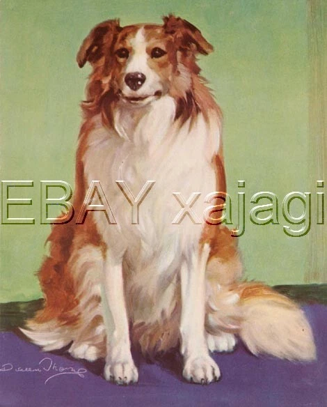 DOG Border Collie, Vintage 70-yr-old CHILDREN's Print