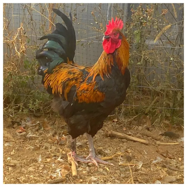 3 French Black Copper Maran Hatching Eggs