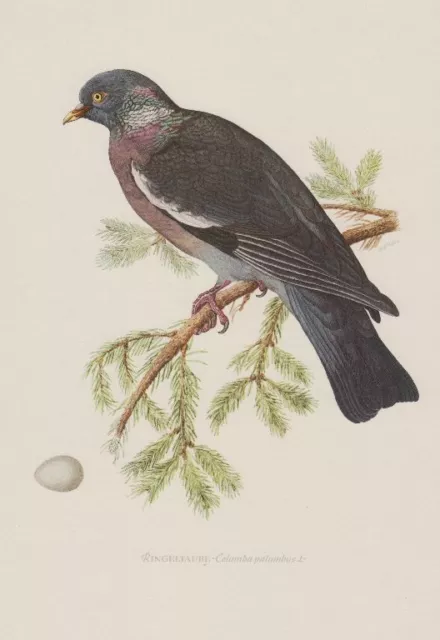 Ringeltaube (Columba palumbus) Wildtaube Waldtaube  Farbdruck 1953 Ornithologie