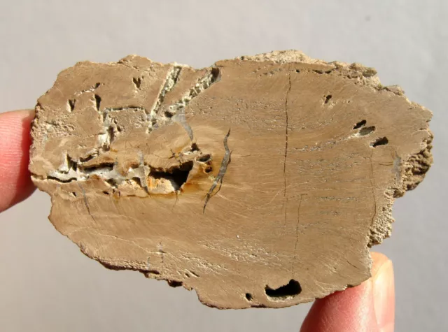 Carboniferous petrified wood from Donbass