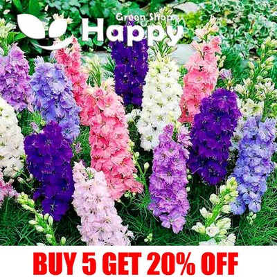 300 Semi-Fiore Delfinio PRIN Rocket LARKSPUR IMPERIAL MIX 