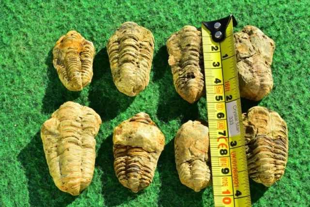 Trilobit Fossil Diakalym Devonisch Marokko 3-5 cm✔ UK KAUFEN✔ KRISTALL MAN 333✔ XS 2