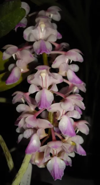 Aerides falcata, Non Blooming Size Vanda Orchid Species. Fragrant