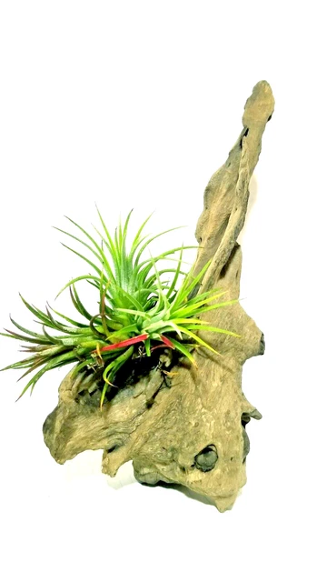 Organic 100% Air Plant Holder Timber Bark Home Deco aquarium fish tank bogwoods