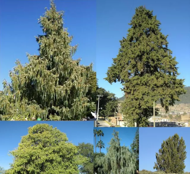 Cupressus cashmeriana - WEEPING CYPRESS - Kashmir Pine Bonsai Hardy - 30 Seeds