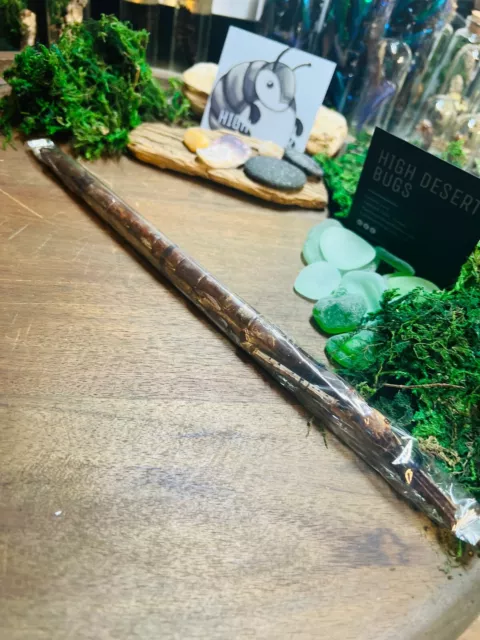 HUGE Stick Insect Entomology (Tirachoidea westwoodi) Papered Specimen Phasmatida
