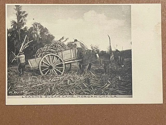Vintage Postcard Louisiana Loading Sugar Cane, Morgan City, La.