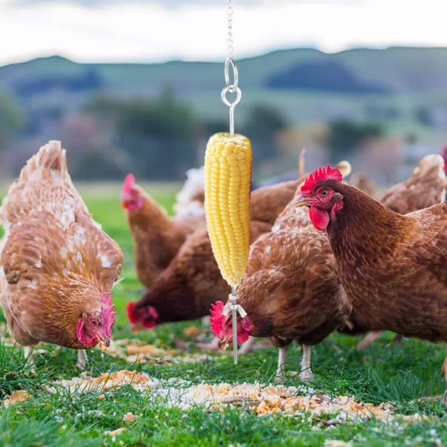 Mangeoire À Fruits Pour Poulet Jouet Suspendu Écureuils Nourriture