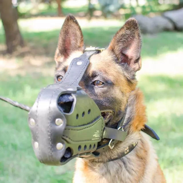 Large Belgian Malinois GSD Dog Muzzle Basket Leather & Metal Plates K9 Police