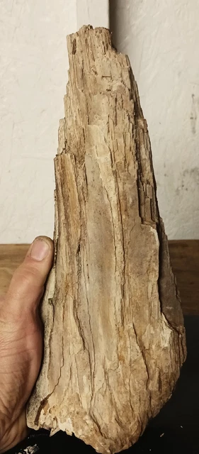Genuine Petrified Wood Log- M/L 300 Myr