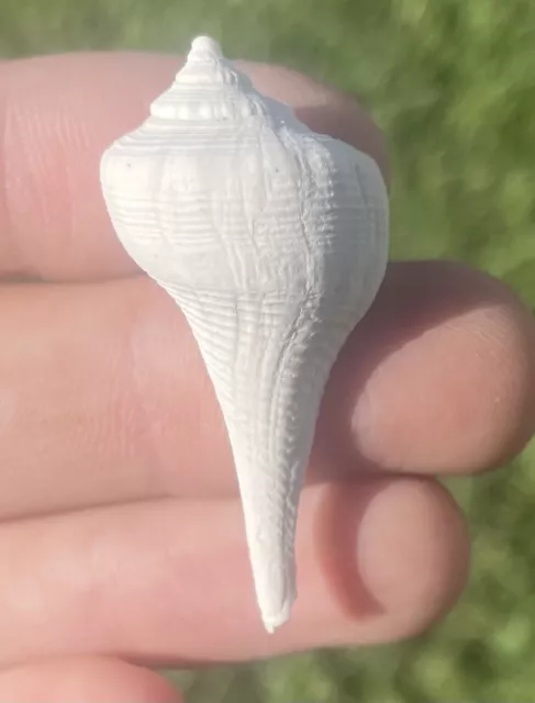 Florida Fossil Gastropod Sinistrofulgar contrarium Pliocene Age Shell