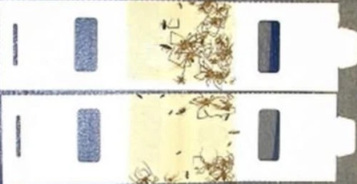 60 Trapper Monitor Insect Traps - 60 Bug Silverfish Scorpion Spider Earwig Traps 2