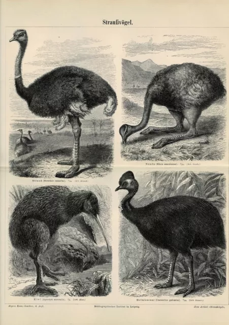 Tafel VOGEL STRAUSS / KIWI / NANDU / HELMKASUAR Original-Holzstich 1889