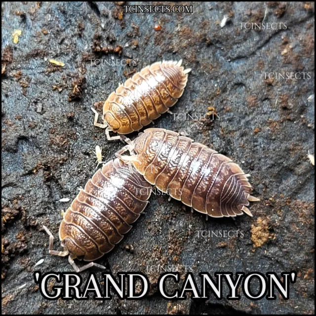 50+ Giant Canyon Isopods For Sale |  Fast Shipping Nationwide