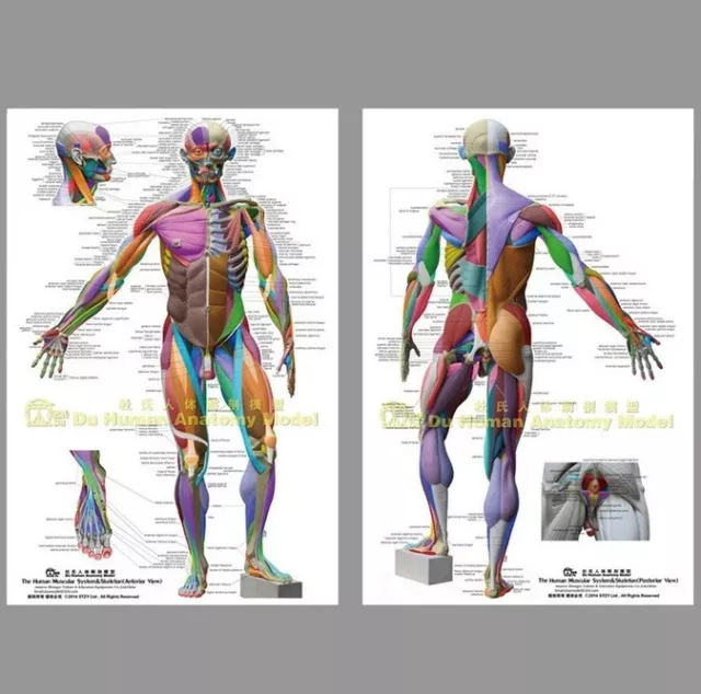 Muscular&Skeletal System Anatomical Chart Poster Large64"48"Anatomy,Massage,Yoga