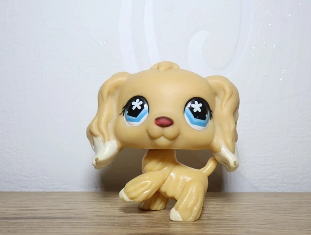 Chien Petit Epagneul de Münster Lana Vom hexenkuppen