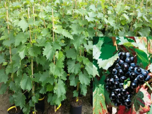 Vitis vinifera Regent blau Weinrebe Tafeltraube Wein Weintraube Winzersorte