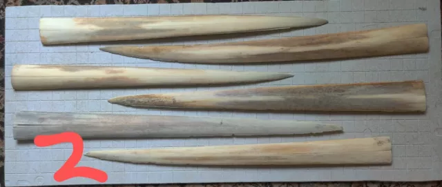 Swordfish Bill Rostrum K. Henry Lot # 02