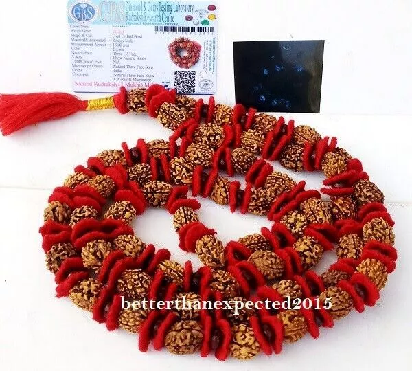 3 Mukhi Rudraksha Rosary / Three Face Rudraksh Mala 53 +1 Japa Beads Certified