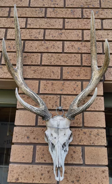 Home Decor Wall Mount REAL Deer Head/Antlers. Natural/White/Gold