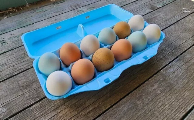 Styrofoam Bulk Egg Cartons (35 pack) 8 egg Yellow
