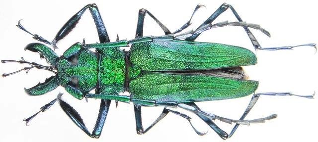 標本 Peru Psalidognathus s.p 62mm Peru Psalidognathus s.p 62mm INSECT - CERAMBYCIDAE Psalidognathus