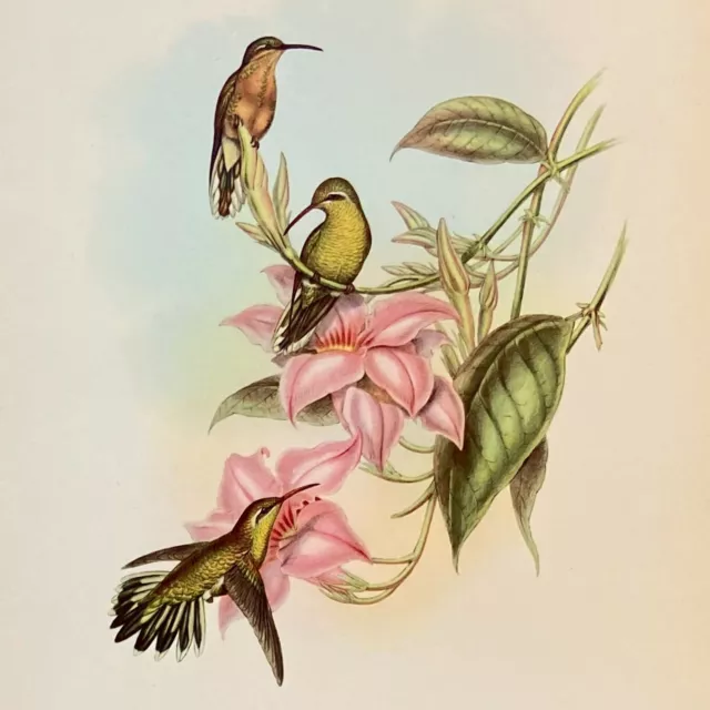 John Gould Hummingbirds 1940s VINTAGE Lithograph GOLDEN THROATED HUMMINGBIRD