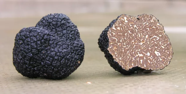 Precious Italian fresh black truffles. Black truffle 280g. 9.9 oz. Mushrooms.