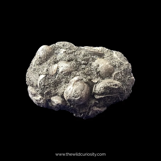Fossil Brachiopods in Lower Greensand Matrix | Rhynchonella parvirostris
