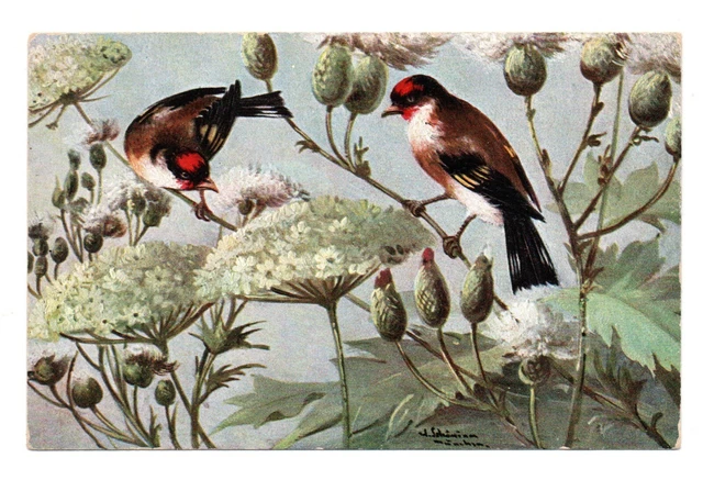 Graziosi Cardellini. Cartolina