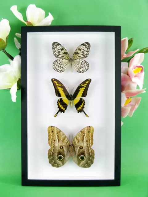 3 beaux papillons magnifiques Coffret 3D Showcase Taxidermie Entomologie 11