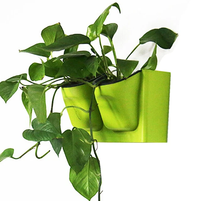 hoya compacta variegata Variegated Hoya Rope | medium