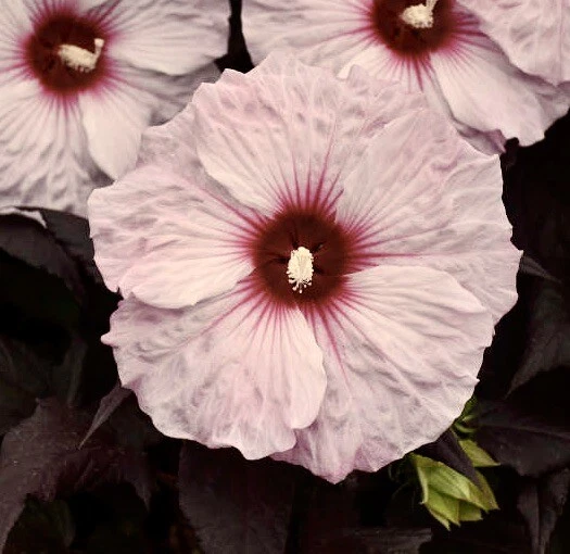 DARK MYSTERY Hardy Hibiscus -- Plant in 4.5" pot  VERY DARK LEAVES