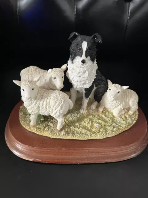 Leonardo Border Collie And Lambs